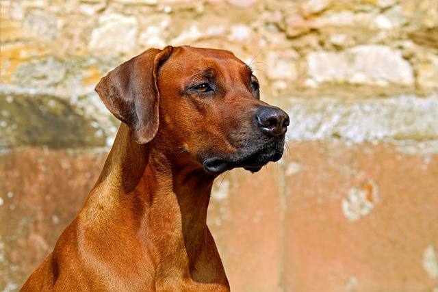 rhodesian-ridgeback-2727035_640.jpg