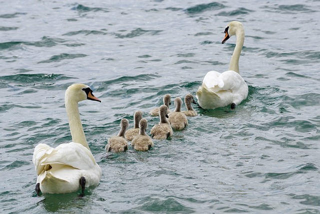 swans-2441210_640.jpg